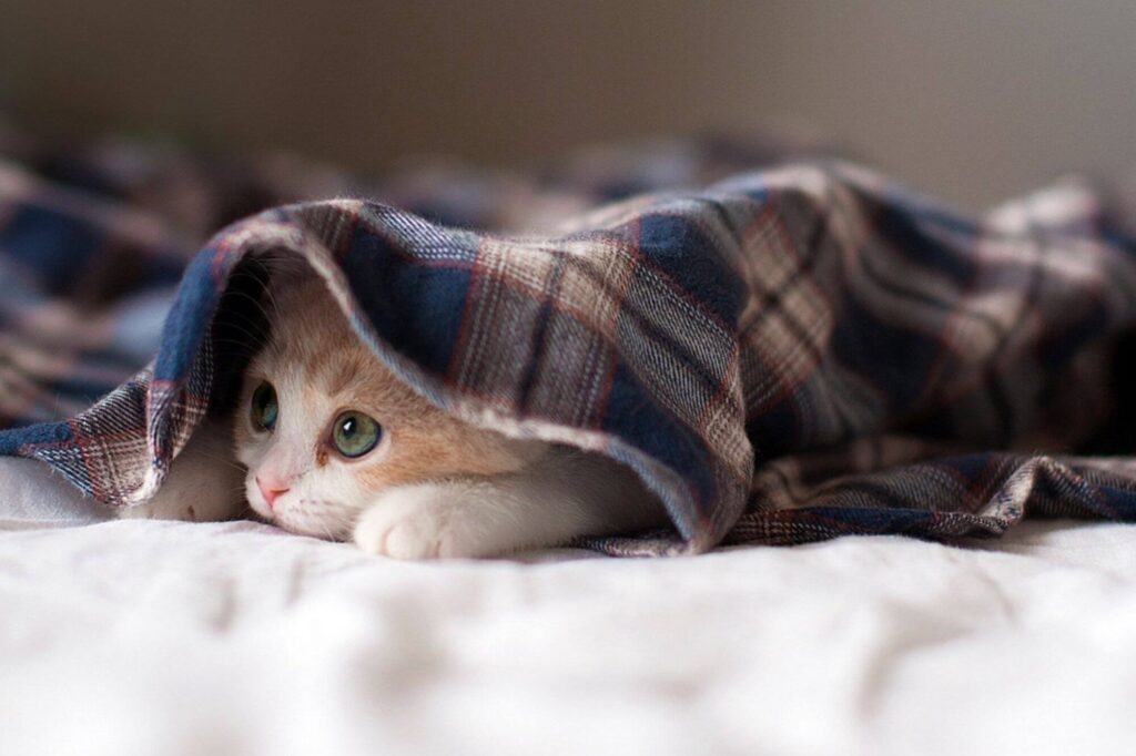 Design for pets: accessori di tendenza che potremmo invidiare ai nostri amici a 4 zampe
