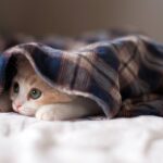 Design for pets: accessori di tendenza che potremmo invidiare ai nostri amici a 4 zampe